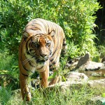 Patrick McCormack Tiger Consumer