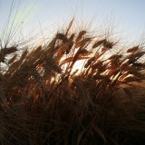 Credit: Crops (Agriculture, Farming), by Parker Knight