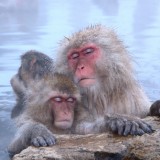 Japan Monkeys Hot Springs Credit: relaxing together by soulfish