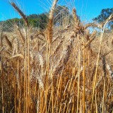 Credit: Wheat Stalks by mrpbps