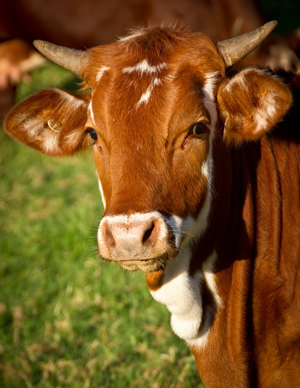 10-largest-cattle-producing-states-in-the-us-insider-monkey