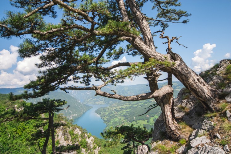 Branko Jovanovic/Shutterstock.com
