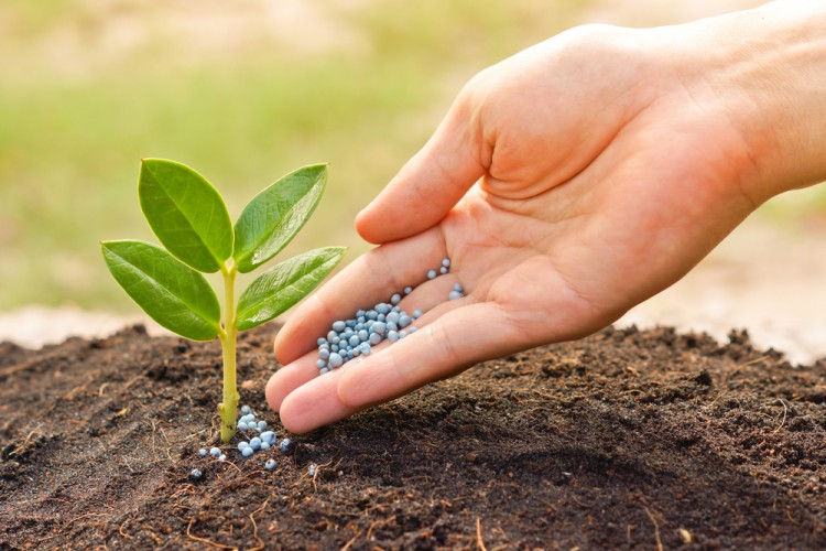 plant, tree, nutrients, nitrogen, soil, concept, farming, k, young, hand, canoodling, natural, grow, agriculture, save, green, spring, conservation, organic, growing, wheat,