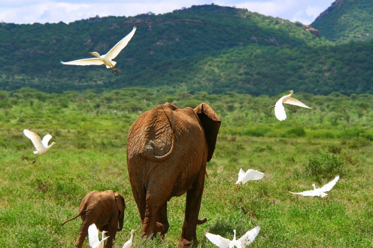11 Best Nature Documentaries on Amazon Prime