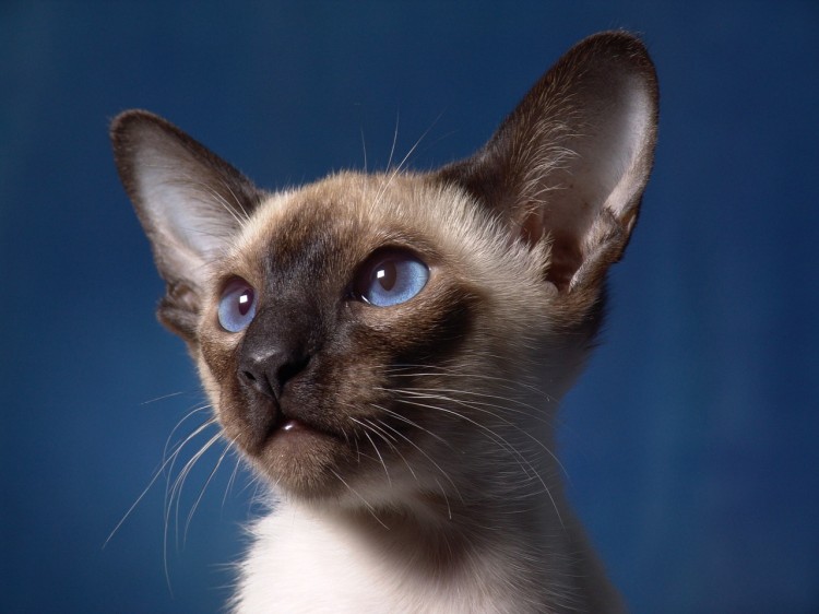 16 Most Expensive Cat Breeds in the World Insider Monkey