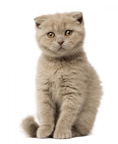 Cute Cheap Cat Breeds Cute Cheap Cat Breeds