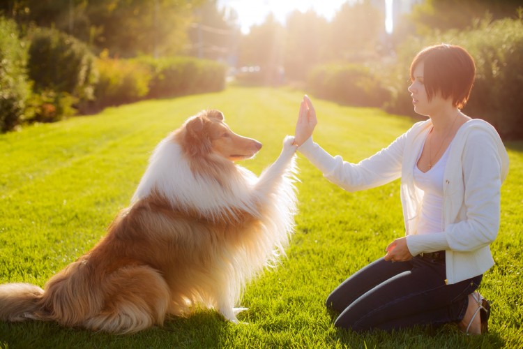 Most Profitable Pet Businesses to Start Today