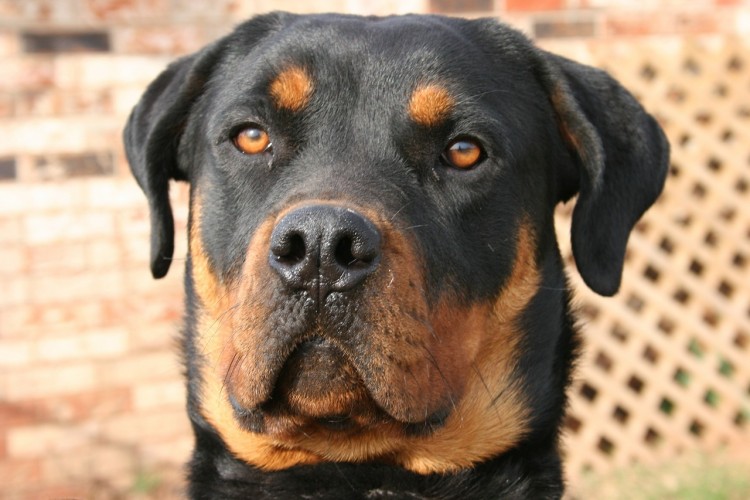 how strong is a rottweilers bite top 10 strongest dogs in the world insider monkey how strong is a rottweilers bite top 10 strongest dogs in the world insider monkey