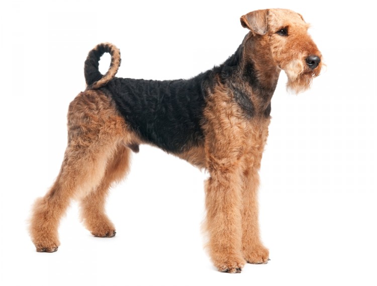 Dog Breed Costs Uk Dog Breed Costs Uk