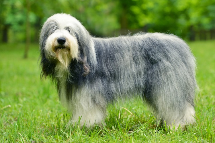What Is The Most Expensive Dog Breed In America What Is The Most Expensive Dog Breed In America