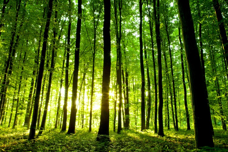 forest, woods, tree, green, pine, growth, leaf, scene, rural, beech, fog, plant, road, sun, lush, foliage, nobody, day, deciduous, winding, morning, area, root, trunk, coniferous, path, nature, image, environment, tranquil, landscape