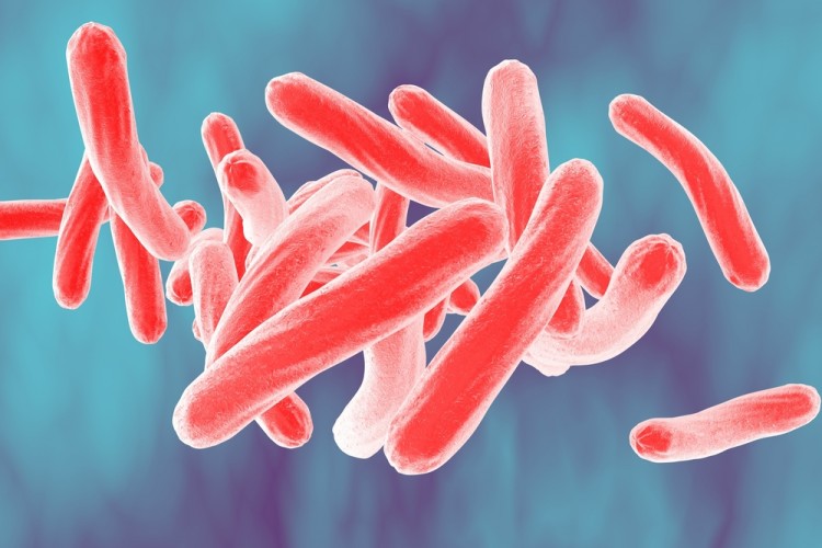 mycobacterium, bacteria, bacterium, closeup, sickness, micro, sepsis, three-dimensional, life, fighting, pathology, disease, epidemic, rod-shaped, medicine, macro,