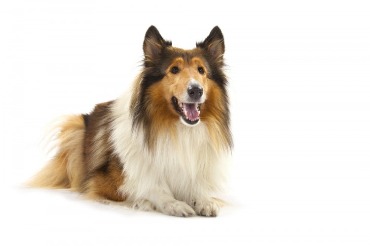 dog, breed, animal, friend, loyal, love,