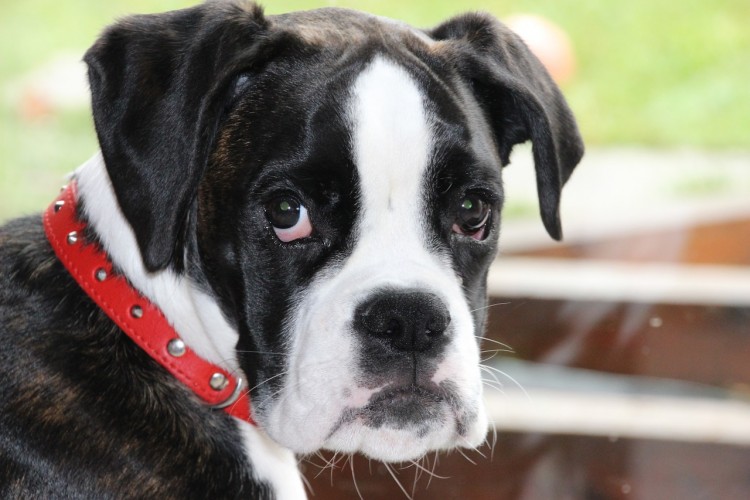 dogs that bite the most 11 most dangerous breeds that bite the most dogs that bite the most 11 most dangerous breeds that bite the most