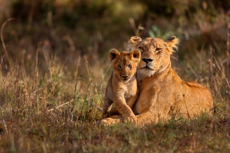 lion, kenya, cubs, cub, safari, lioness, africa, animals, animal, serengeti, east, pride, savanna, king, wild, black, african, leader, natural, park, national, mammal, pair,