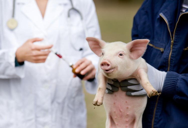health, animal, farm, syringe, baby, pharmaceutical, medical, veterinarian, healing, drugs, injection, preventive, peasant, prevention, medicament, disease, treatment,