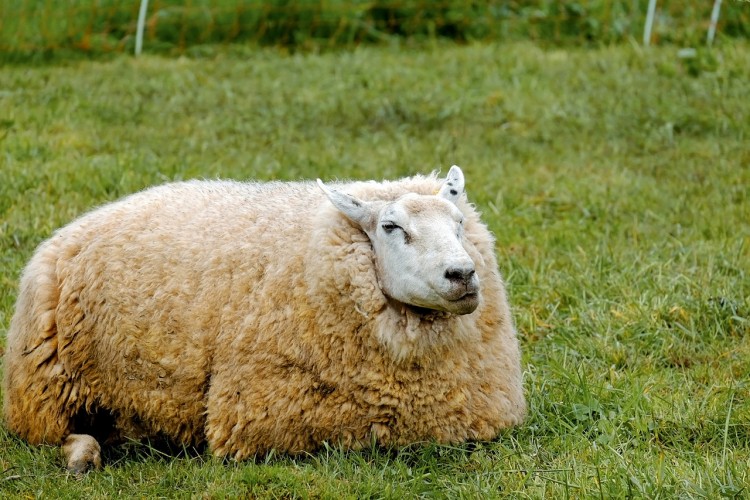 8 Countries that Produce the Most Sheep’s Wool in the World Insider