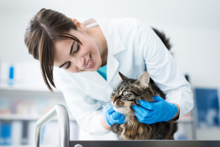 9 Highest Paying Countries for Veterinarians