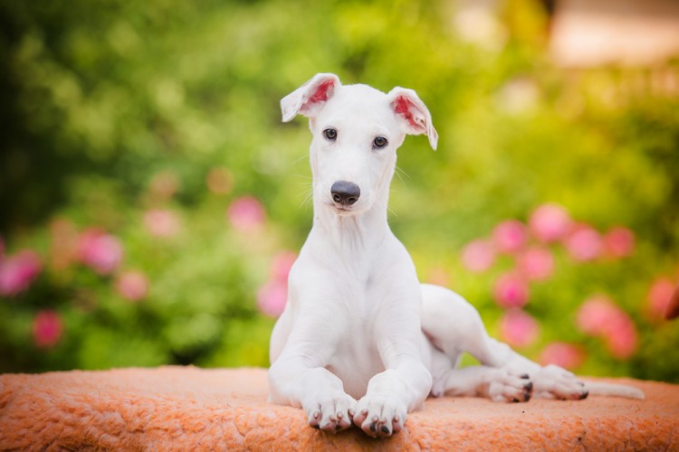 best service dogs 10 best service breeds for ptsd insider monkey best service dogs 10 best service breeds for ptsd insider monkey