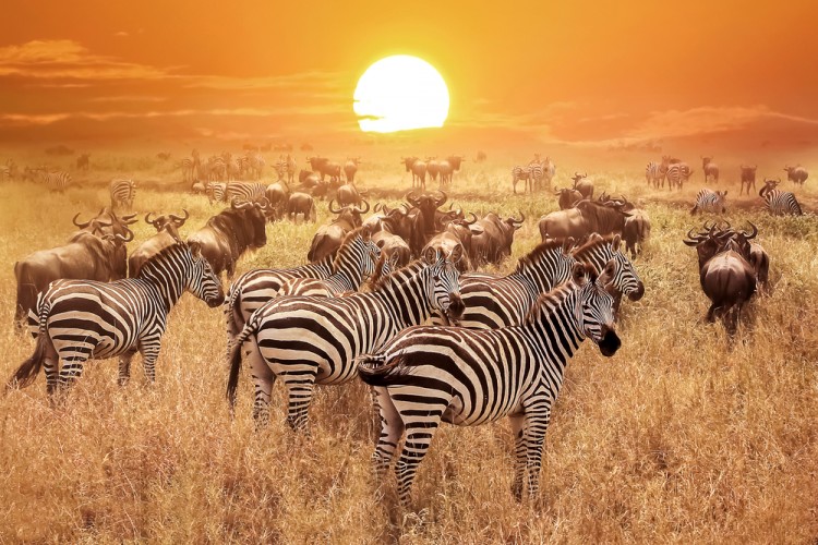12 Best Nature Documentaries on Hulu