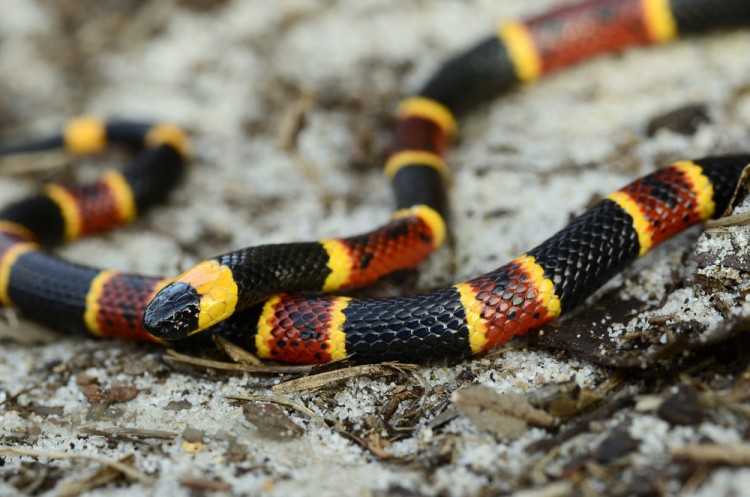 10 Most Common Snakes in America - Insider Monkey