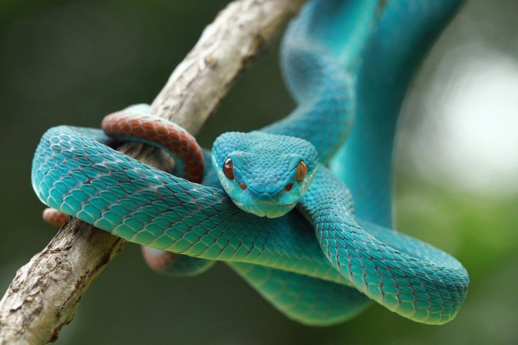 10 Best Snake Bite Antivenom Kits on Amazon and Walmart