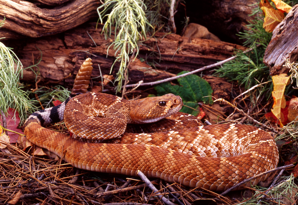 10 States with Most Snake Bites in America Insider Monkey