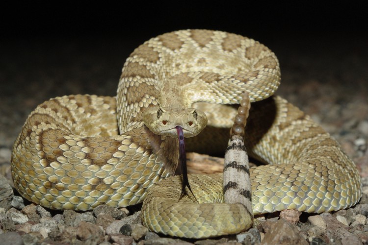 11 Most Venomous Rattlesnake Species in the World Insider Monkey
