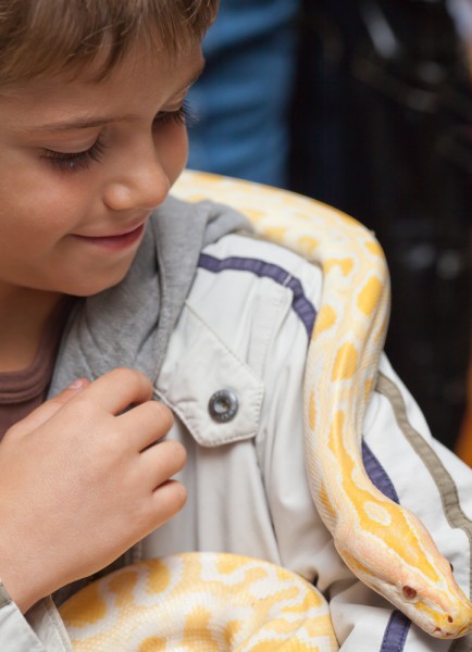 10 Most Common Non Poisonous Snake Species in the World