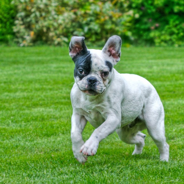 therapy dogs for anxiety 10 therapy breeds for depression and anxiety insider monkey therapy dogs for anxiety 10 therapy breeds for depression and anxiety insider monkey